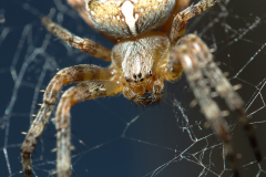 Kreuzspinne