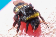 Hummel