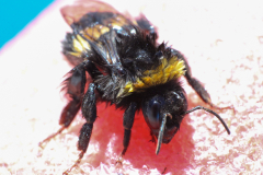 Hummel