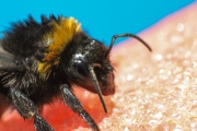 Hummel