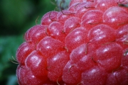Himbeere