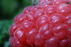 Himbeere