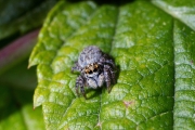 Goldaugenspringspinne