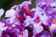 Sommerflieder