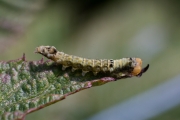 Raupe