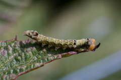Raupe