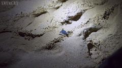 Ras al-Jinz Turtle Reserve