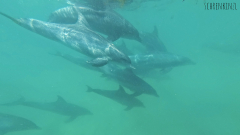 Schnorcheln mit Delfinen