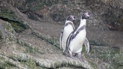 Humboldt Pinguine