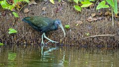 Tambopata Reservat