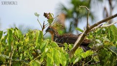 Tambopata Reservat
