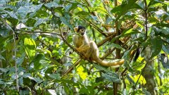 Totenkopfaffe im Tambopata Reservat