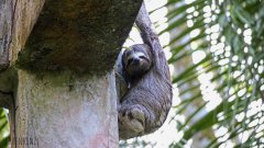 Faultier Tambopata Reservat