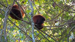 Roter Brüllaffe im Tambopata Reservat