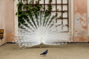 weißer Pfau im Valdstejnský palác