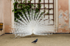 weißer Pfau im Valdstejnský palác