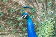 bunter Pfau Valdstejnský palác