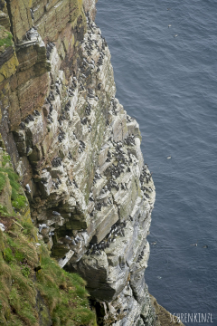 Duncansby Bird-Cliffs