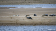 Loch Fleet