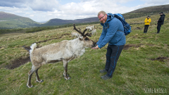 Cairngorm Reindeer Herd