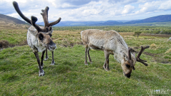 Cairngorm Reindeer Herd