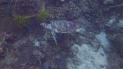 Echte Karettschildkröte