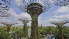 Supertree Grove