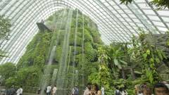 Cloud Forest