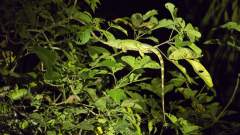 Grüne Wasseragame