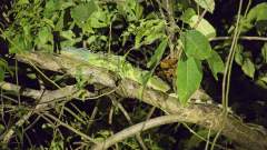 Grüne Wasseragame
