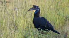Sudan-Hornrabe