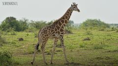 Rothschild-Giraffe