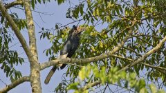 Nashornvogel