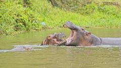 Nilpferde im Kazinga Kanal