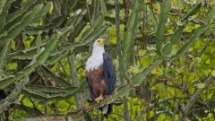 Schreiseeadler