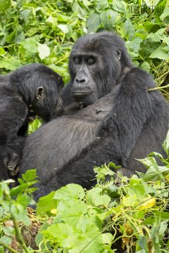 Gorilla-Trekking