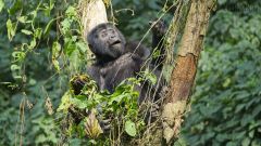 Gorilla-Trekking