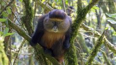 Golden Monkey-Trekking