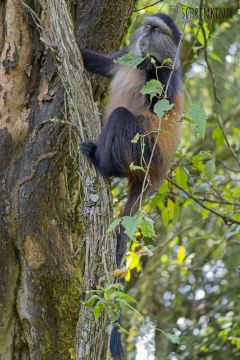 Golden Monkey-Trekking