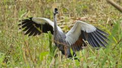 Kronenkranich - Nationalvogel