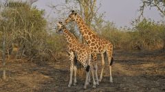 Rothschild-Giraffen