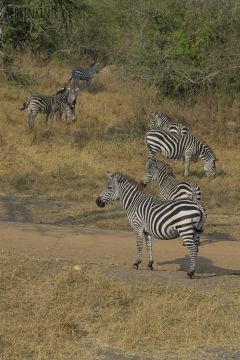 Zebras