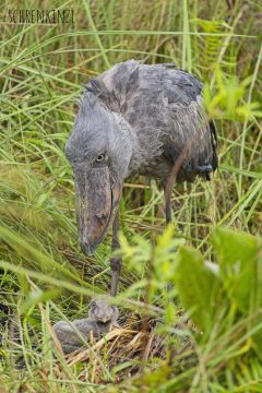 Schuhschnabel-Storch