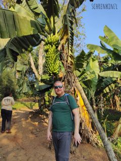 Bananenbaum